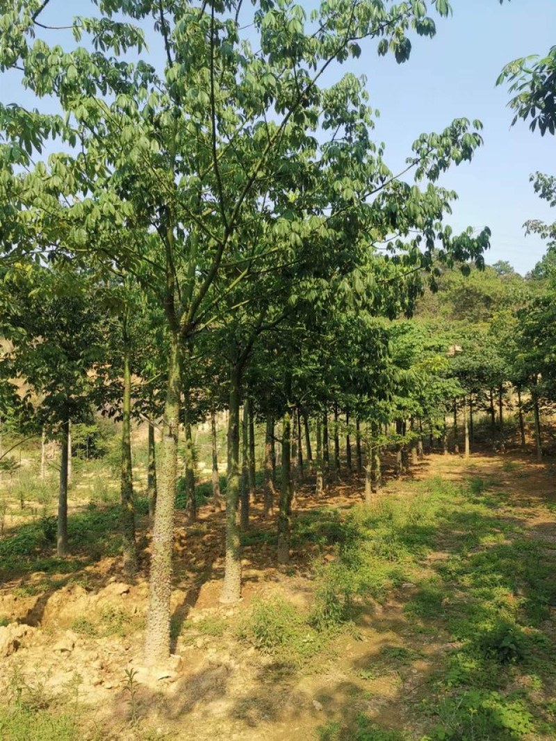 攀枝花美丽异木棉，现货