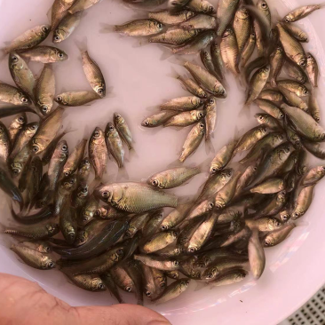 鲫鱼苗中科五号中科三号银鲫快大抗病力强种苗水花