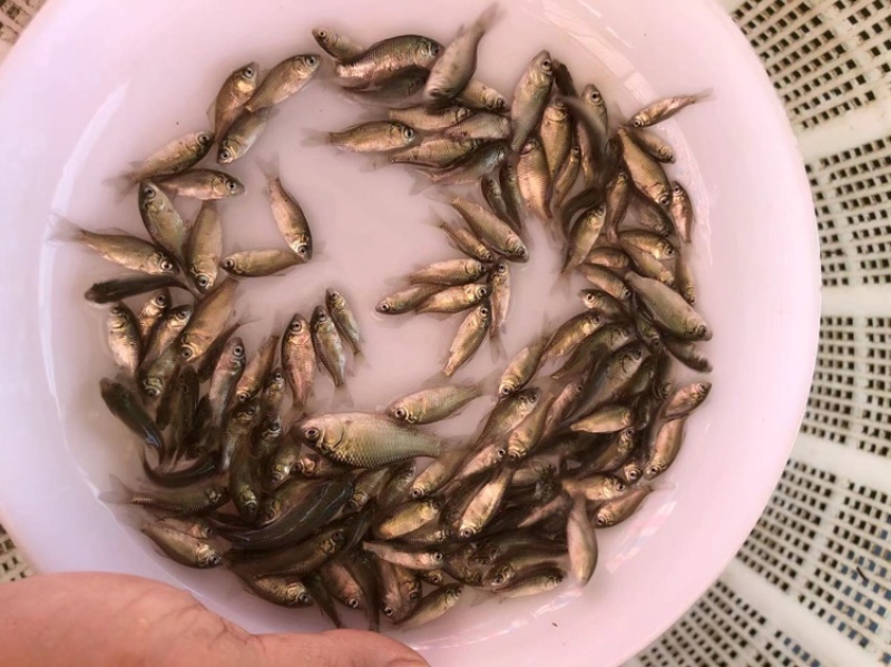 鲫鱼苗中科五号中科三号银鲫快大抗病力强种苗水花