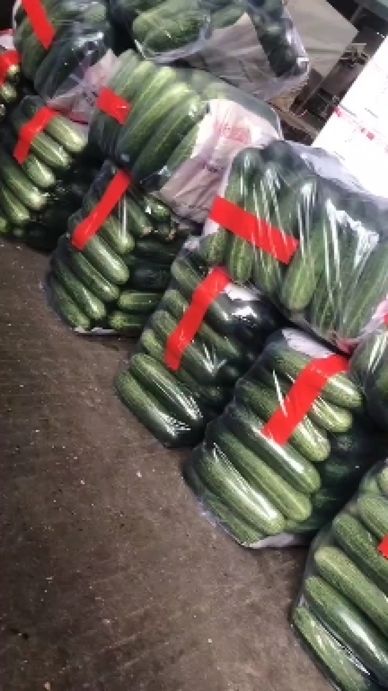 优质吊瓜黄瓜粉瓜现摘现卖一手货源