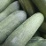 优质吊瓜黄瓜粉瓜现摘现卖一手货源