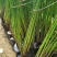 河北安新永信水葱水草，基地直供一手货源易成活质量保证