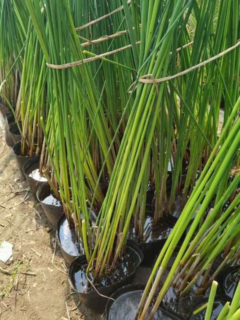 河北安新永信水葱水草，基地直供一手货源易成活质量保证