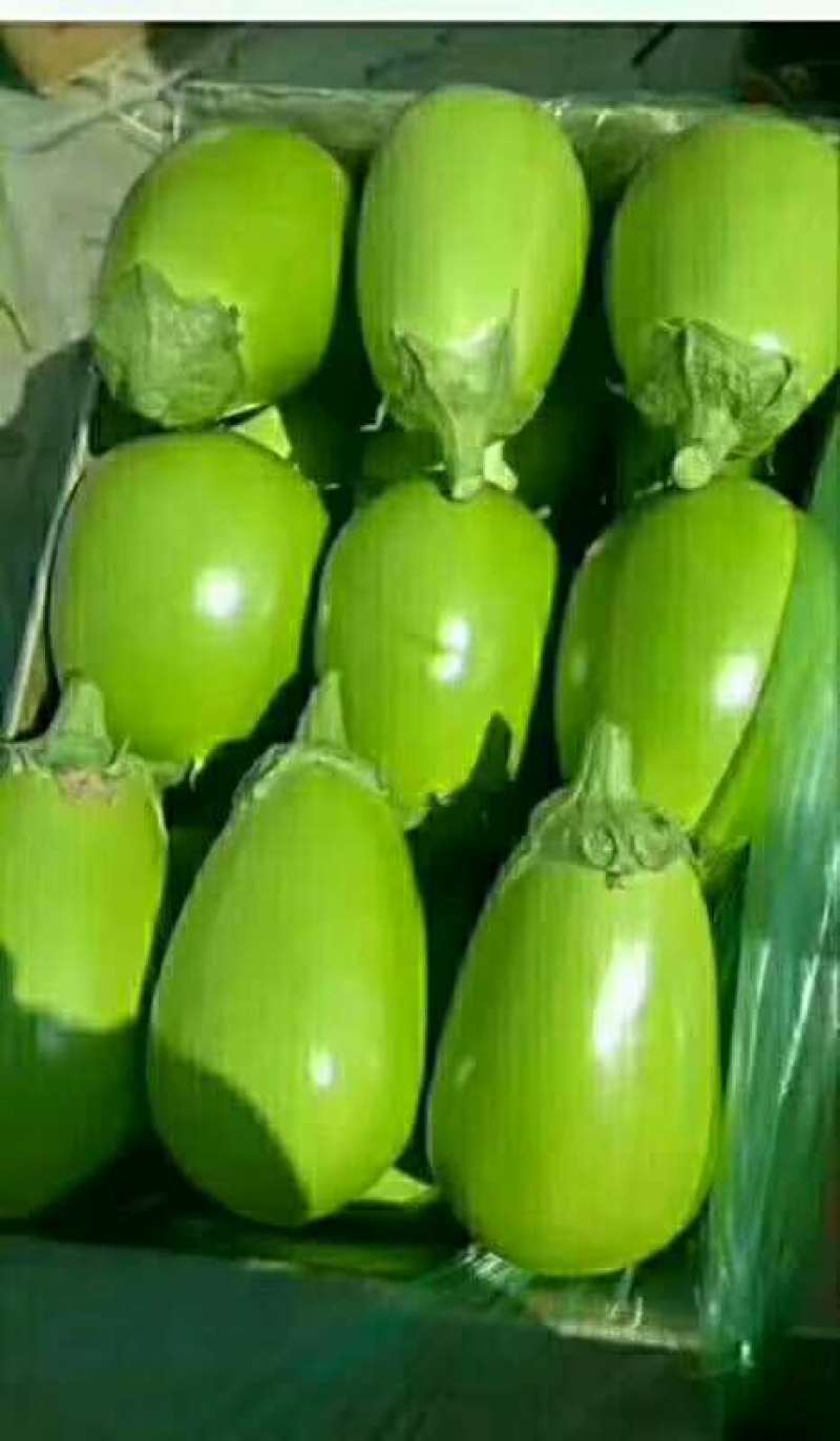 东北暖棚青茄大量上市，5两以上新开源的小秧绿茄子保证质量