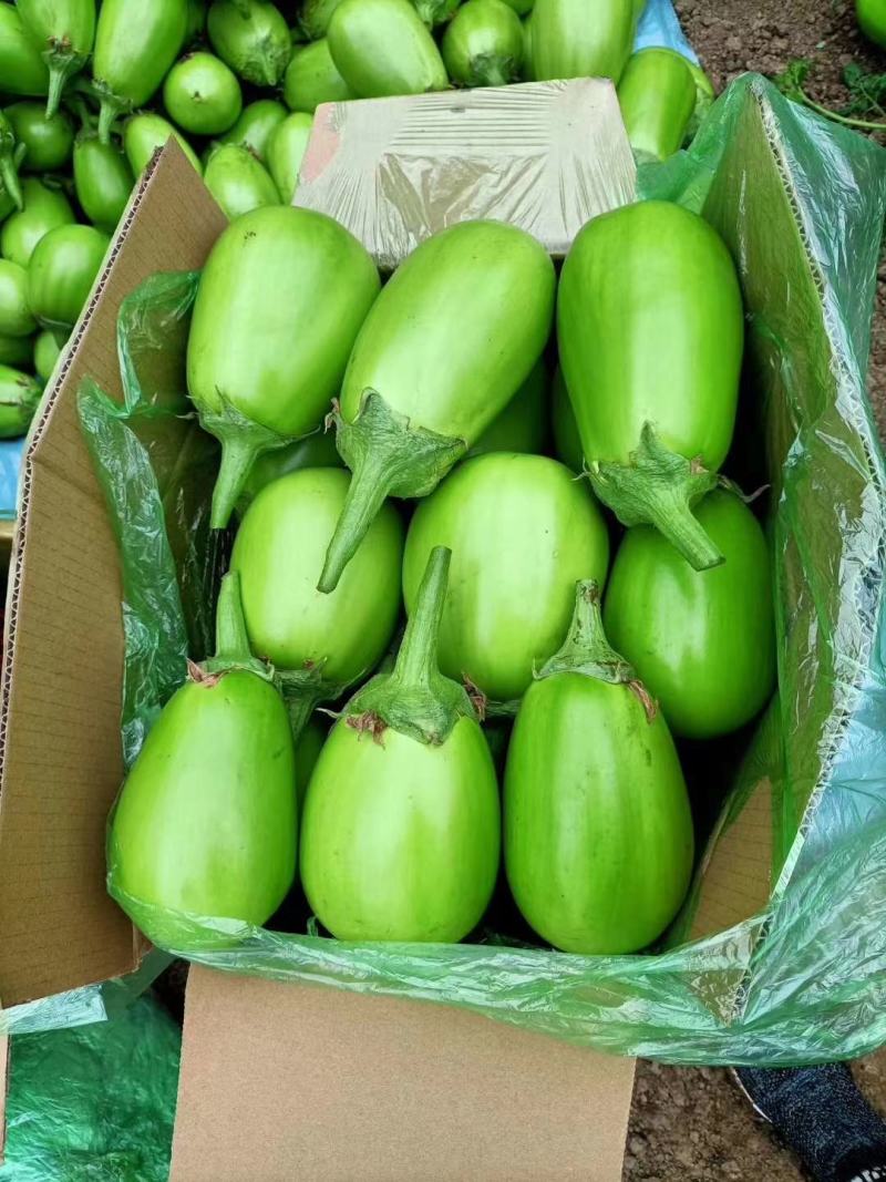 东北暖棚青茄大量上市，5两以上新开源的小秧绿茄子保证质量