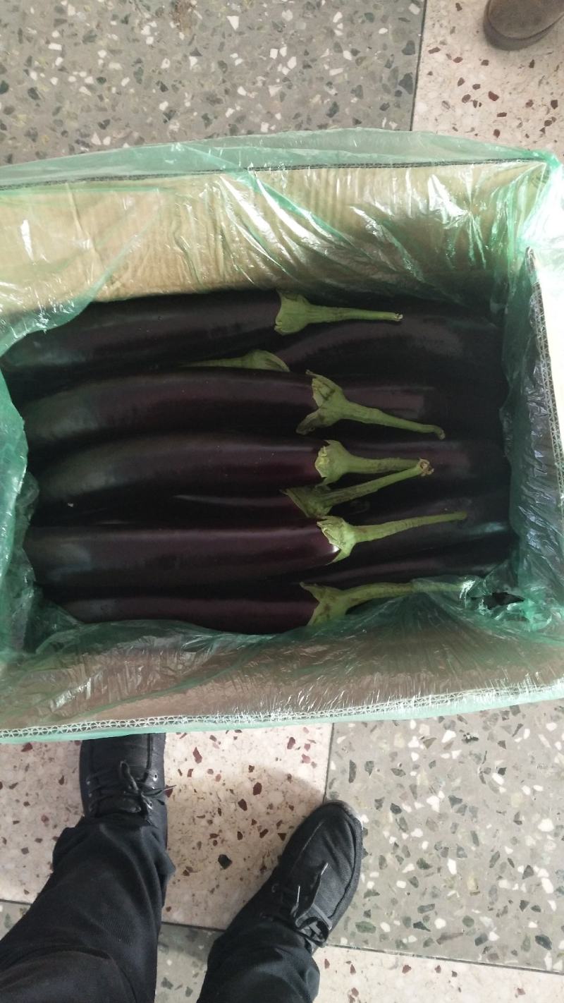 辽宁鞍山烧烤茄色泽光亮口感好运输保证质量诚信经营产地直发