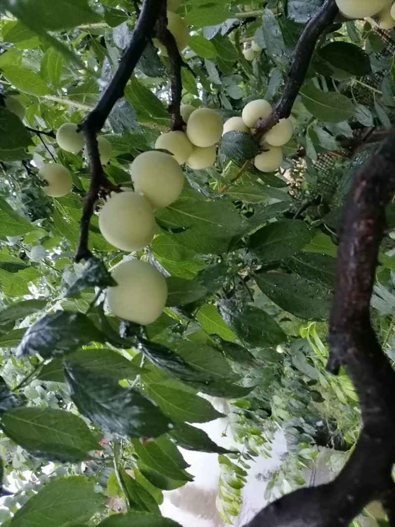 【眉山文宫青脆李五月脆产地直销】大量上市