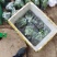 冬瓜苗，基地直供青皮冬瓜，精品种植育苗穴盘苗
