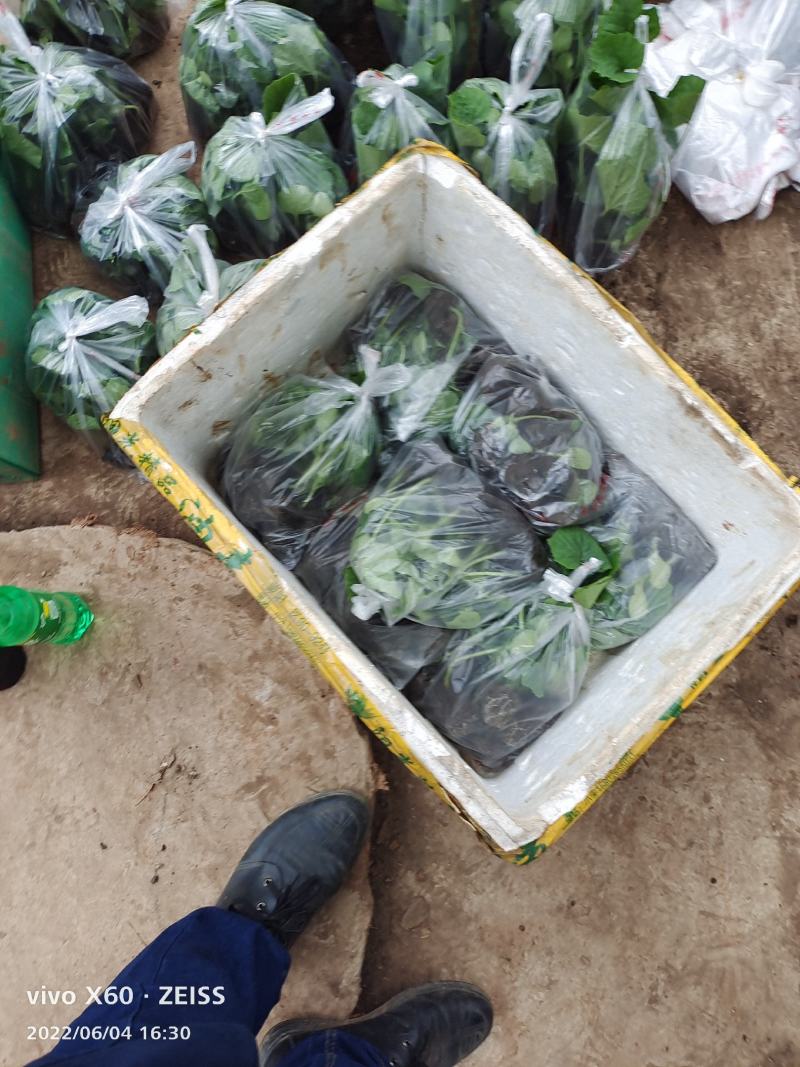 冬瓜苗，基地直供青皮冬瓜，精品种植育苗穴盘苗