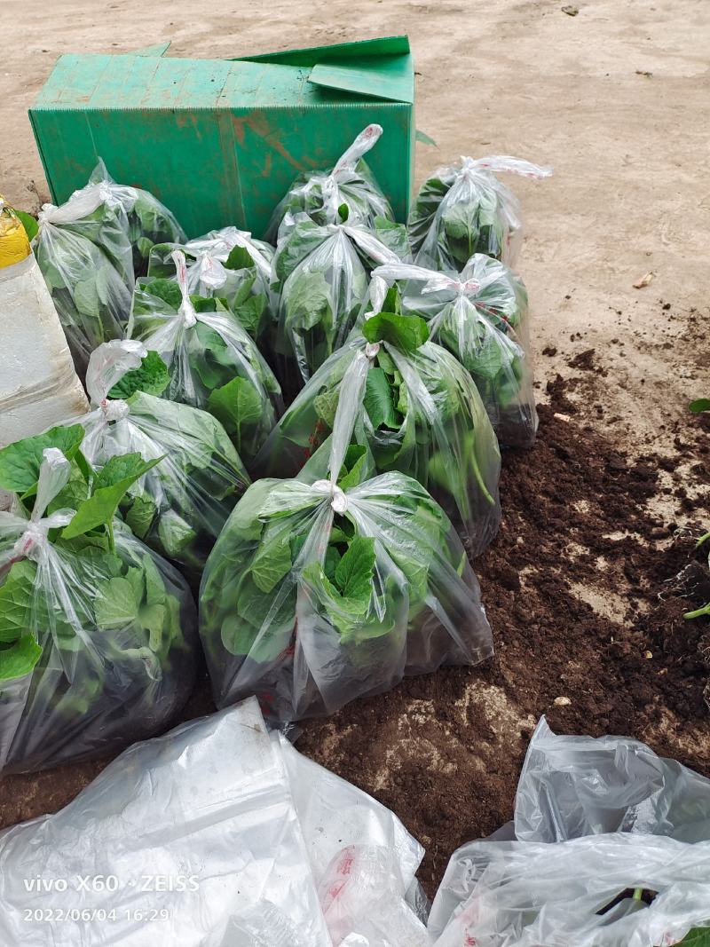 冬瓜苗，基地直供青皮冬瓜，精品种植育苗穴盘苗