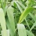 河北永信芦苇易成活各种水生植物芦苇保质保量