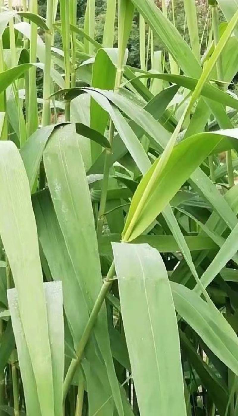 河北永信芦苇易成活各种水生植物芦苇保质保量