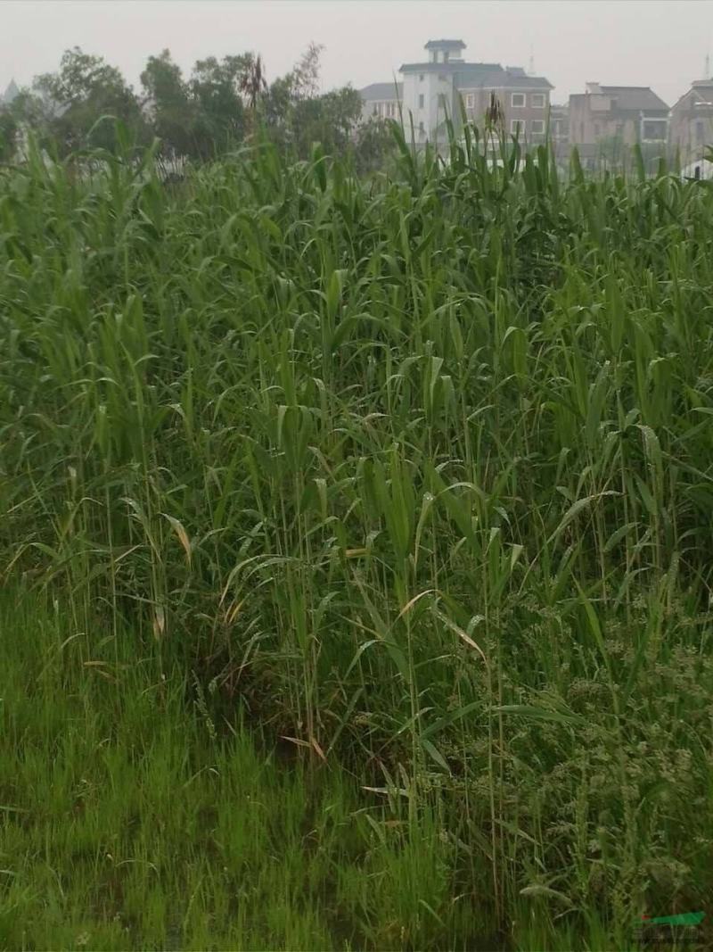 河北永信芦苇易成活各种水生植物芦苇保质保量