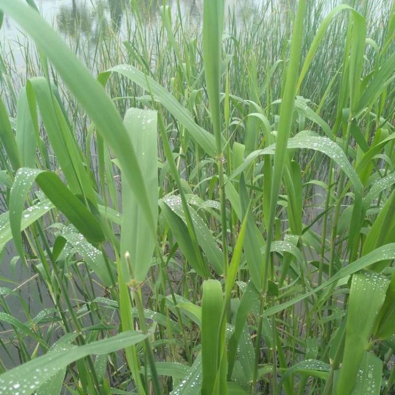 河北永信芦苇易成活各种水生植物芦苇保质保量
