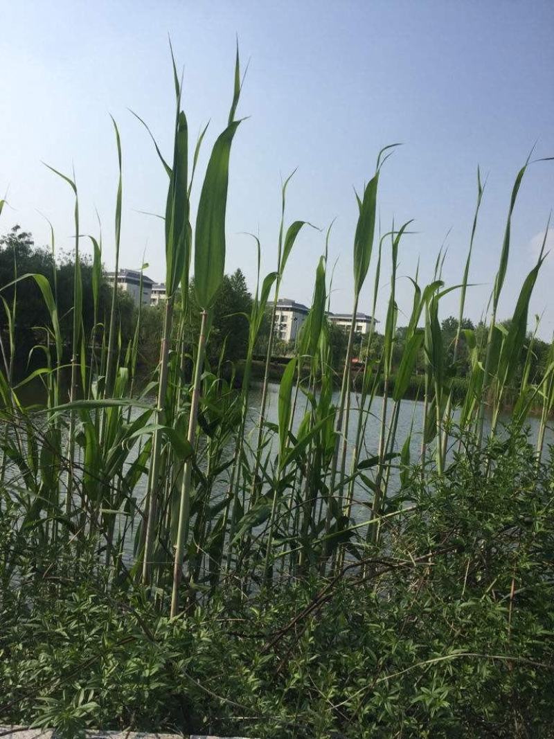 河北永信芦苇易成活各种水生植物芦苇保质保量