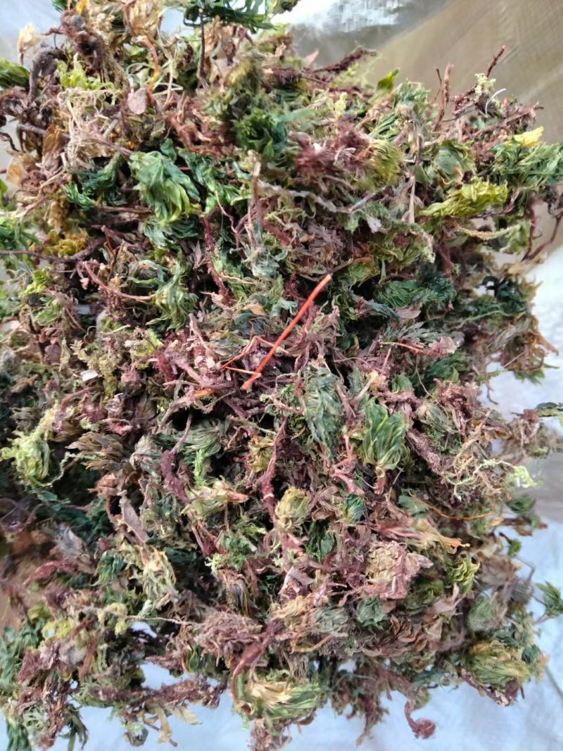回心草干货常年经营各种中药材