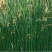 河北安新永信水葱水草，基地直供一手货源易成活质量保证