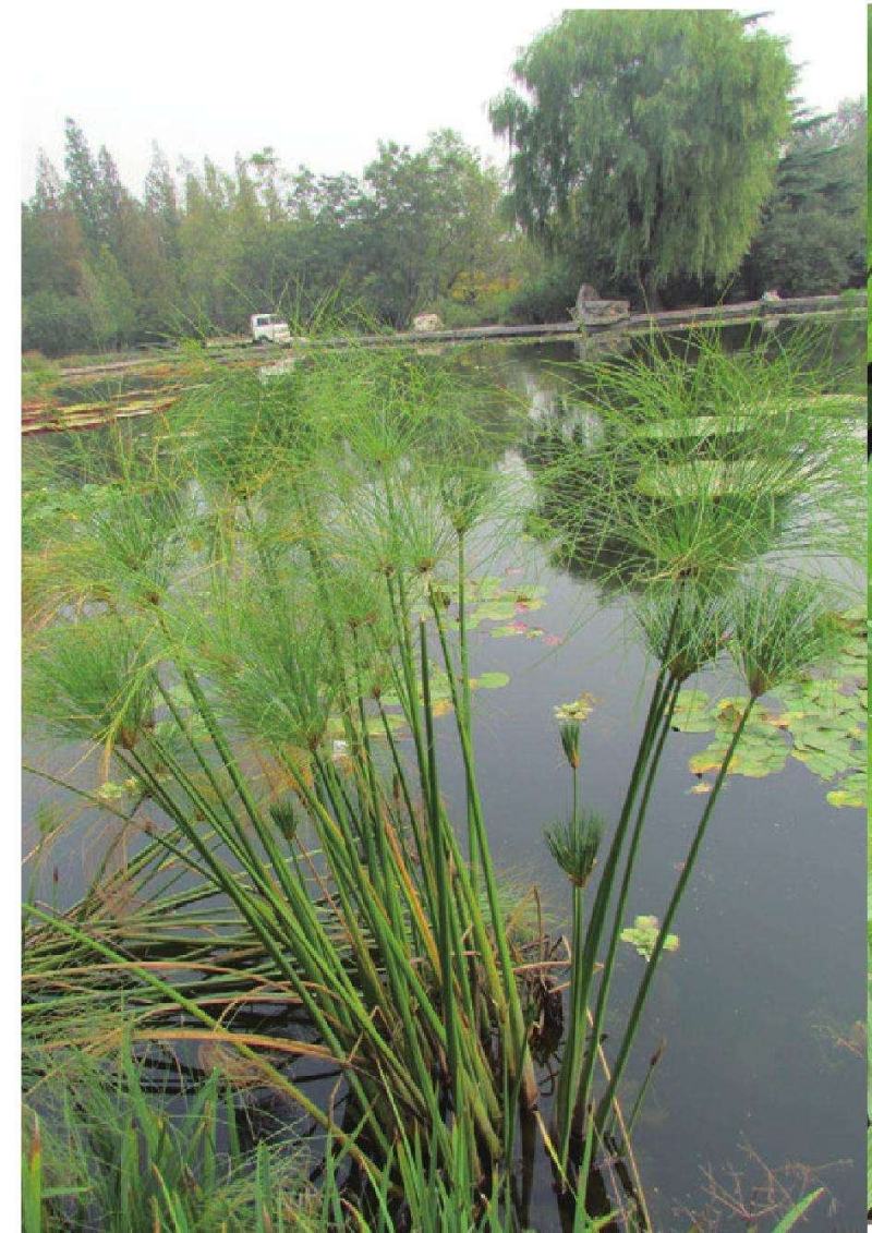 河北安新永信水葱水草，基地直供一手货源易成活质量保证