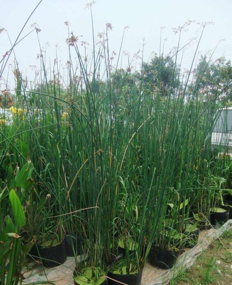 河北安新永信水葱水草，基地直供一手货源易成活质量保证