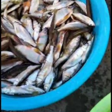 桃花鱼白鱼鳝鱼鲤鱼鲫鱼