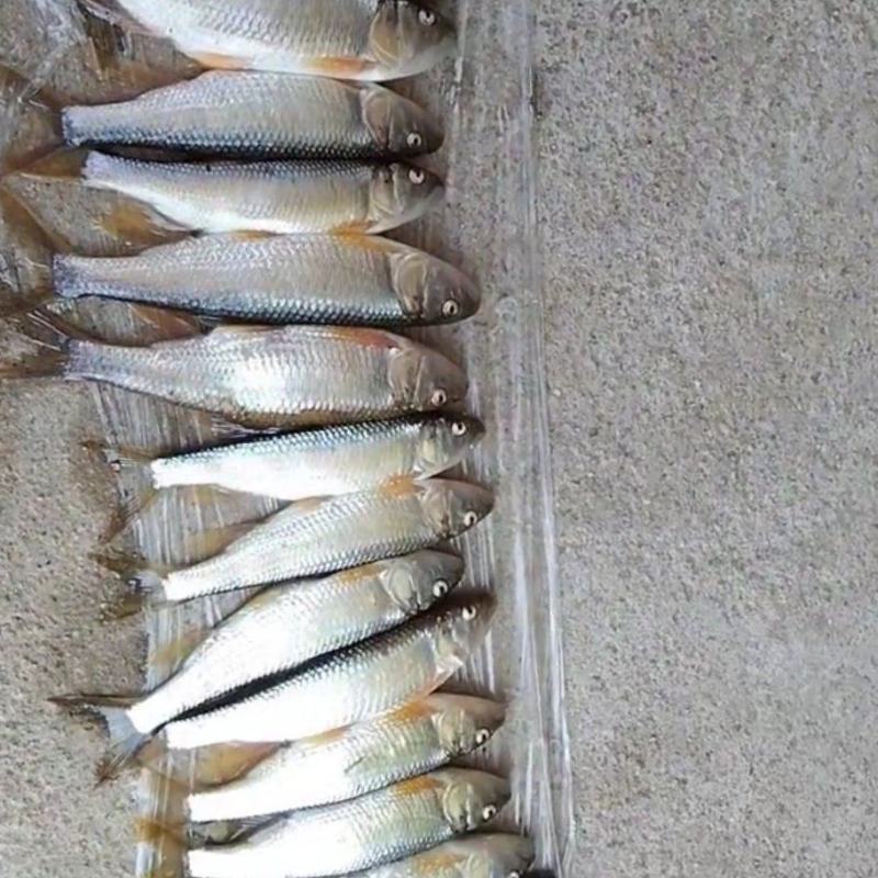 桃花鱼白鱼鳝鱼鲤鱼鲫鱼