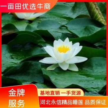 【精品】河北睡莲水生根块量大从优各种颜色欢迎联系