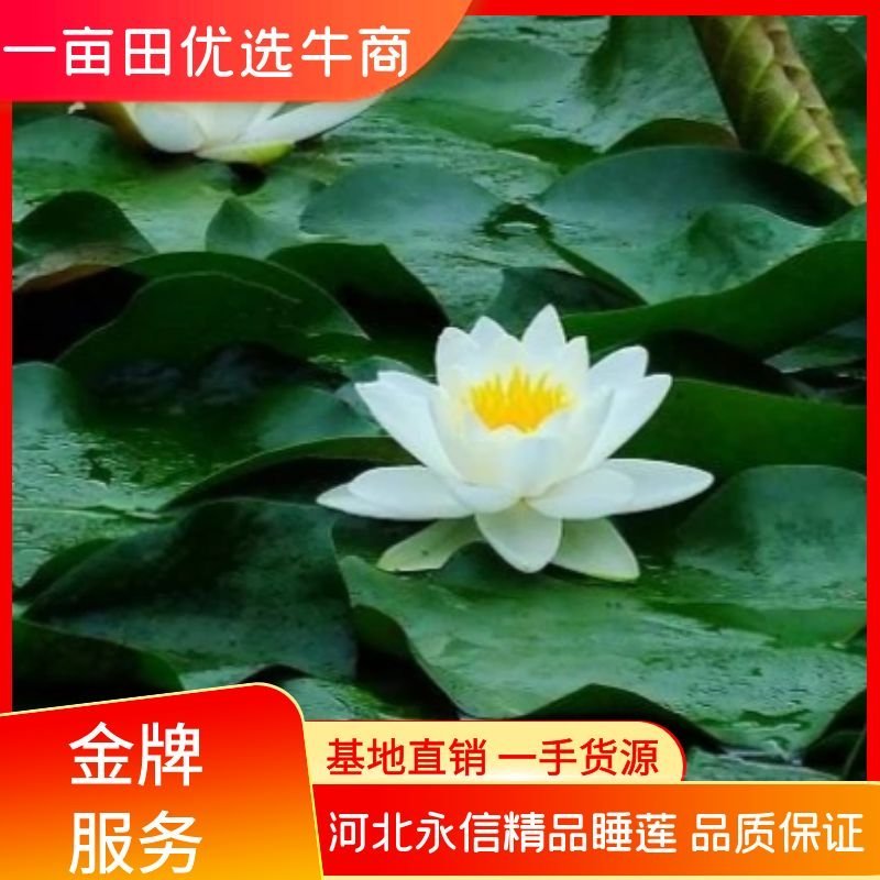 【精品】河北睡莲水生根块量大从优各种颜色欢迎联系
