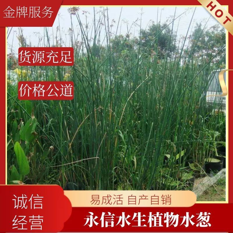 河北安新永信水葱水草，基地直供一手货源易成活质量保证