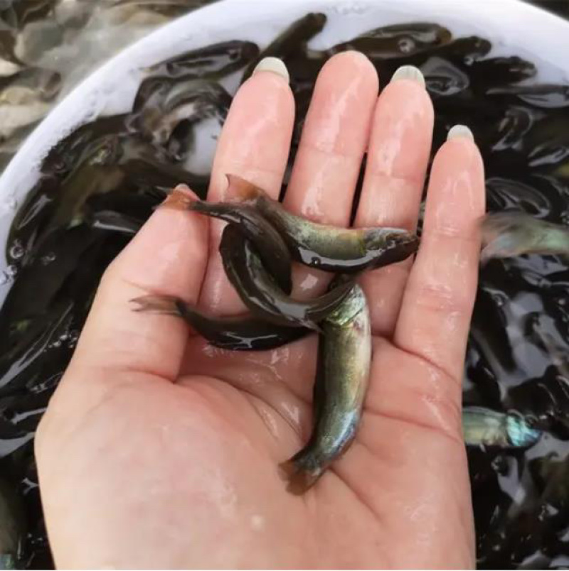 丁桂鱼苗丁贵鱼苗丁岁鱼苗冷水广州淡水包邮渔场直供量大从优