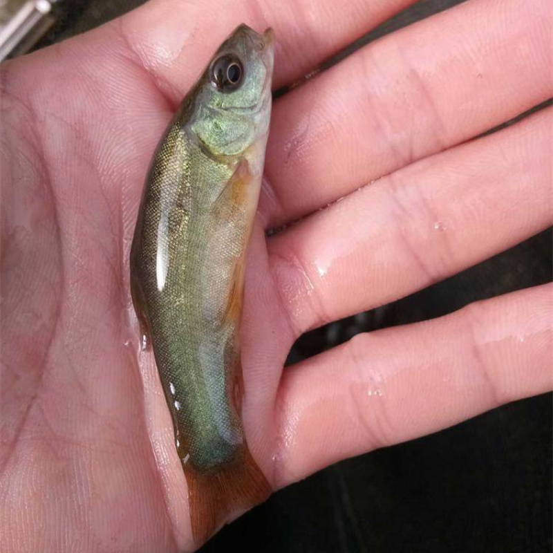 丁桂鱼苗丁贵鱼苗丁岁鱼苗冷水广州淡水包邮渔场直供量大从优