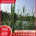 河北永信芦苇易成活各种水生植物芦苇保质保量