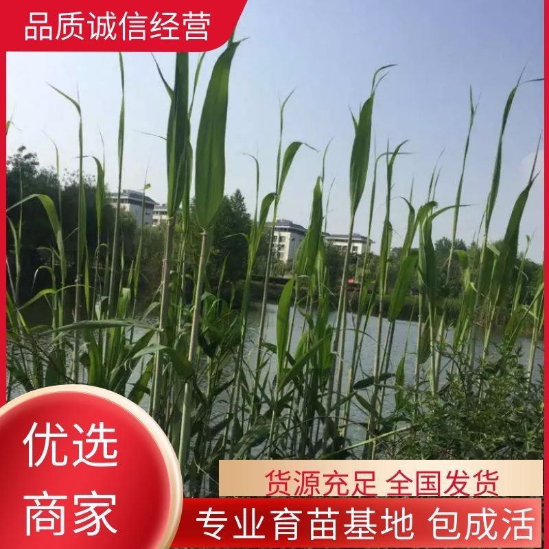 河北永信芦苇易成活各种水生植物芦苇保质保量