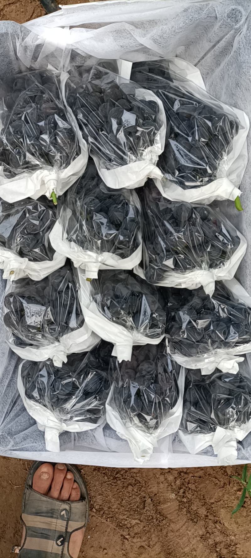 精品夏黑葡萄
