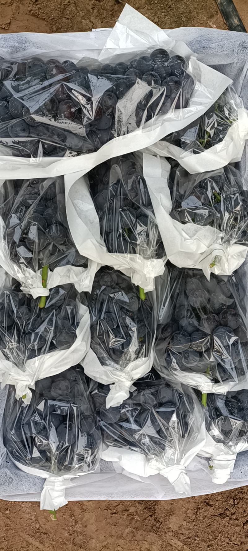 精品夏黑葡萄