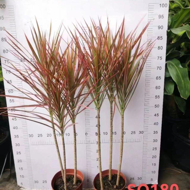 180盆七彩铁