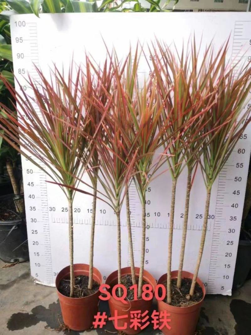 180盆七彩铁