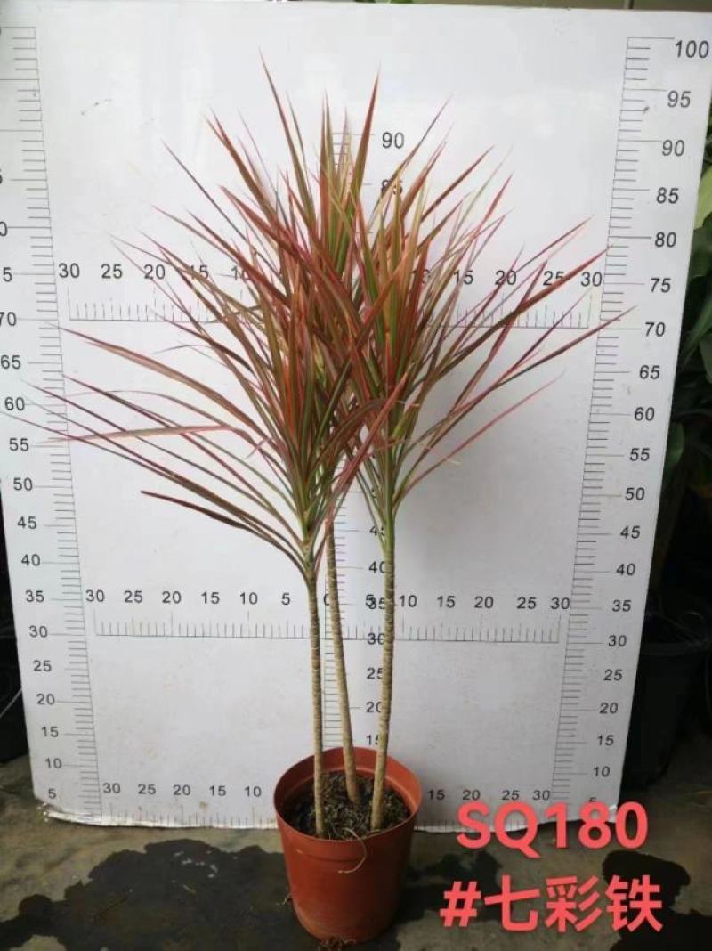180盆七彩铁