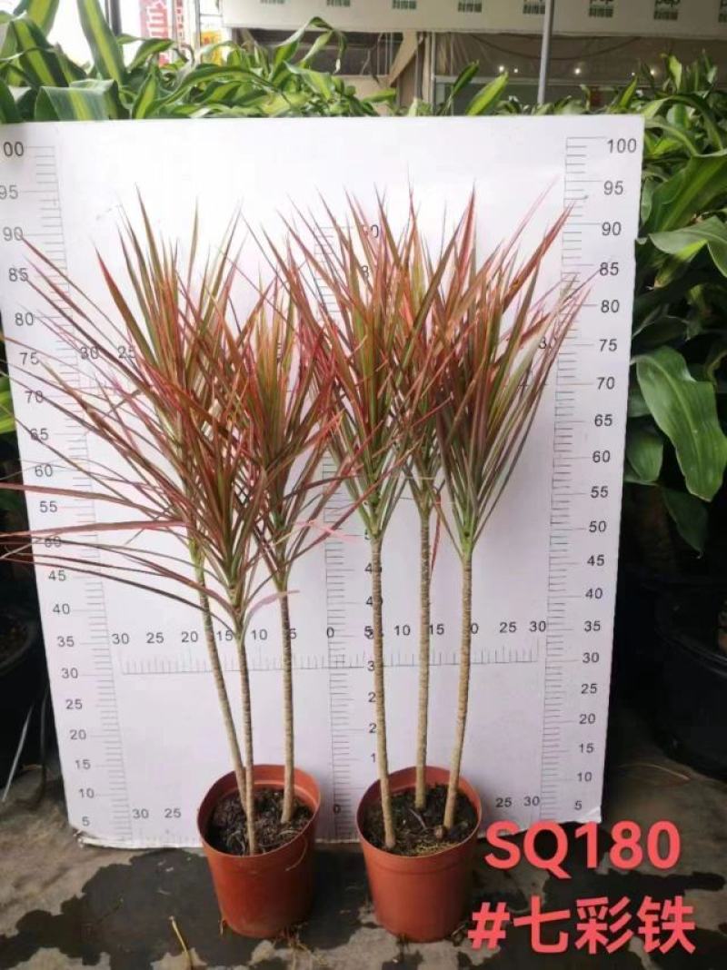 180盆七彩铁