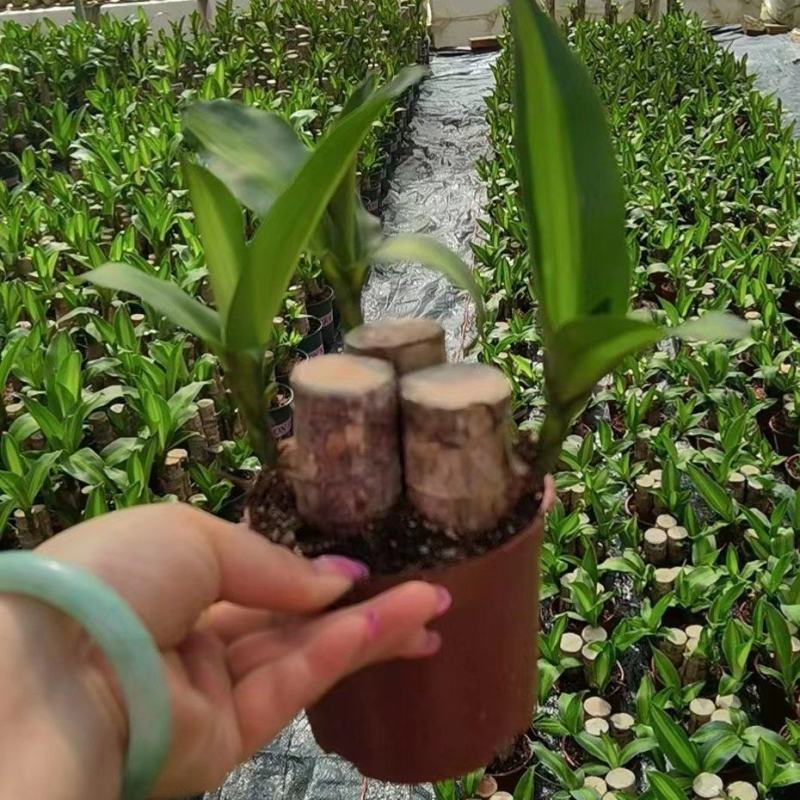 三杆巴西木
