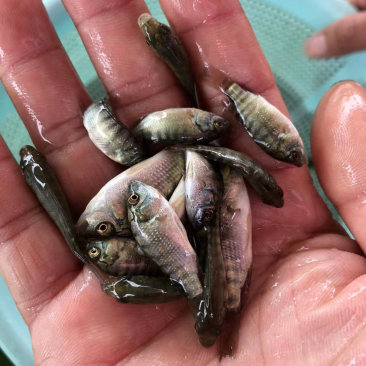 罗非鱼苗海南一号吉富保露海南种澳泥脆肉罗非种苗