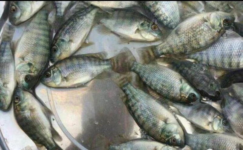 罗非鱼苗海南一号吉富保露海南种澳泥脆肉罗非种苗