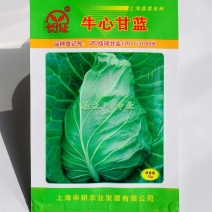 上海长征牛心甘蓝种子冬性强牛心菜种子越冬春秋包菜种子