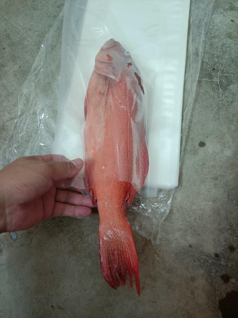东星斑海南东星斑活鱼放血极冻东星斑产地直发品质保证