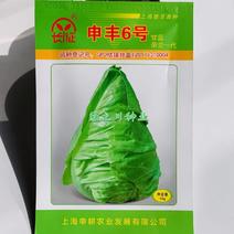 申丰6号牛心甘蓝种子尖头型卷心菜种子可三季种植结球略松