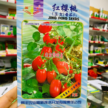 景丰红樱桃番茄种子玉女小番茄无限生长型红色小西红柿