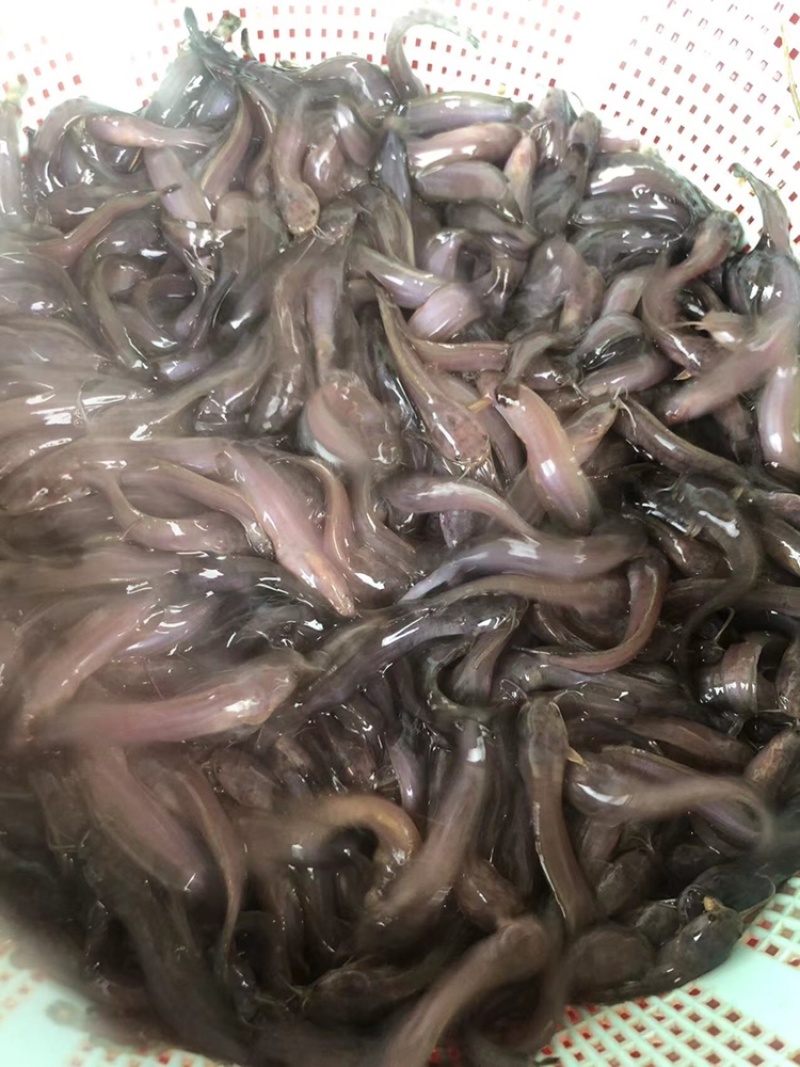广东本地土鲶鱼塘角鱼三黄塘鲺苗胡子鲶苗杂交三黄塘鲺苗