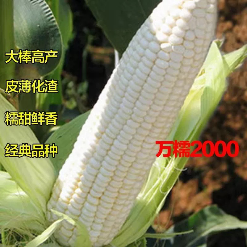 【新鲜上市】精品玉米万糯2000产地直供欢迎咨询看货