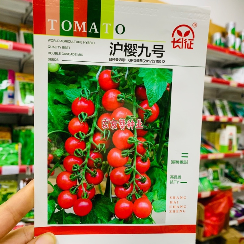 长征沪樱九号樱桃番茄种子抗病毒粉红色小番茄甜脆无渣