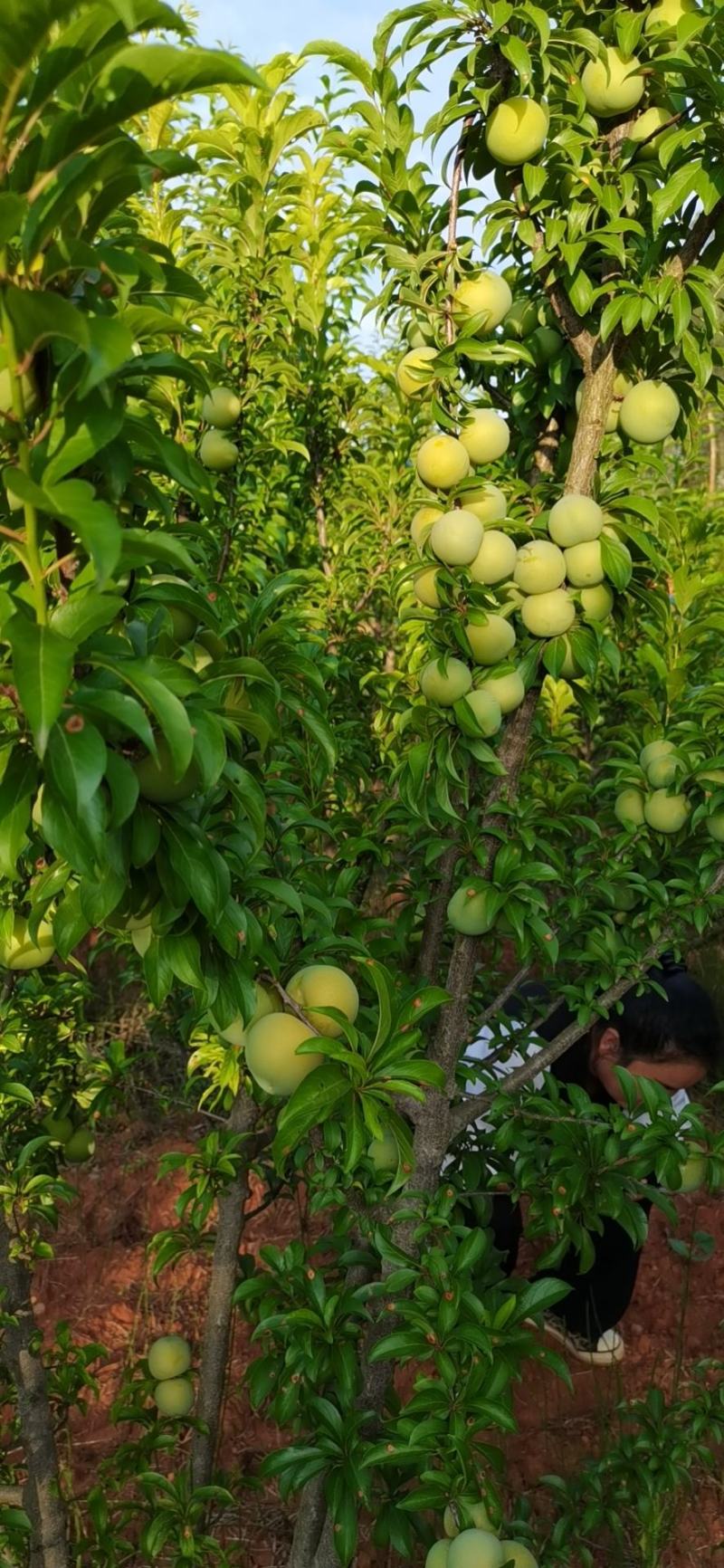 青脆李，量不多，先到先得
