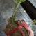 水杨梅各类大小下山桩，又名细叶水团花！有水有土就可以养活